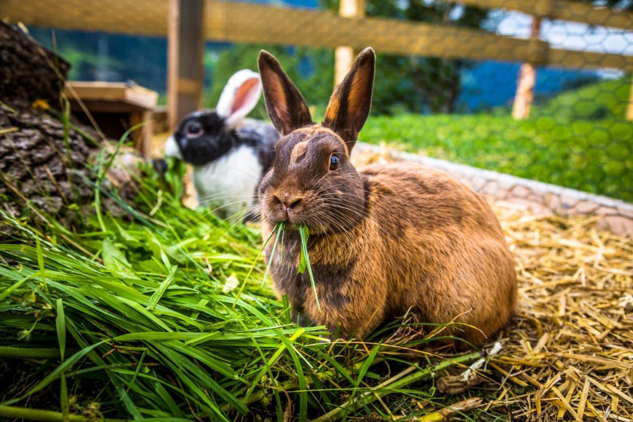 Appartamento Bio Bauernhof Oberbenk Wagrain Esterno foto