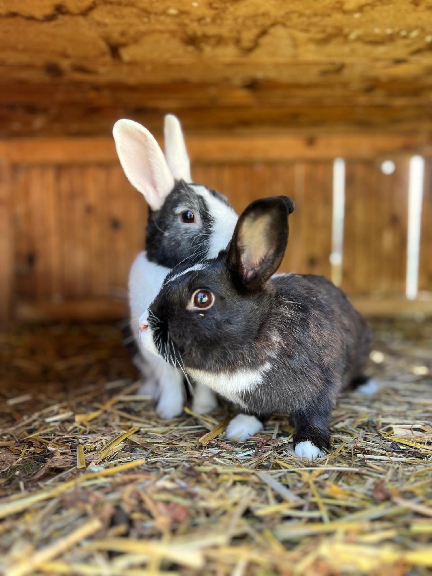 Appartamento Bio Bauernhof Oberbenk Wagrain Esterno foto