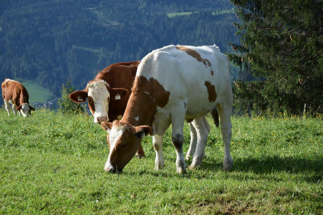 Appartamento Bio Bauernhof Oberbenk Wagrain Esterno foto